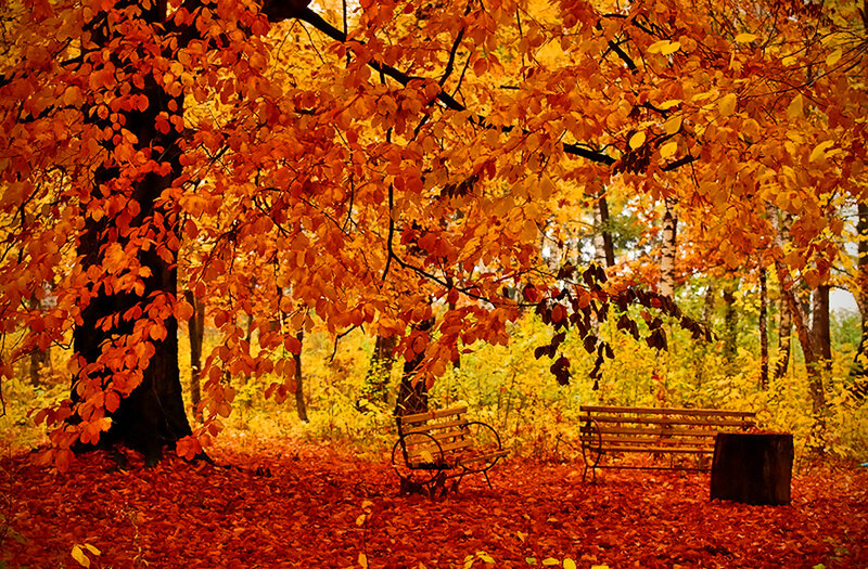 Wooden Benches in Autumn — Orange