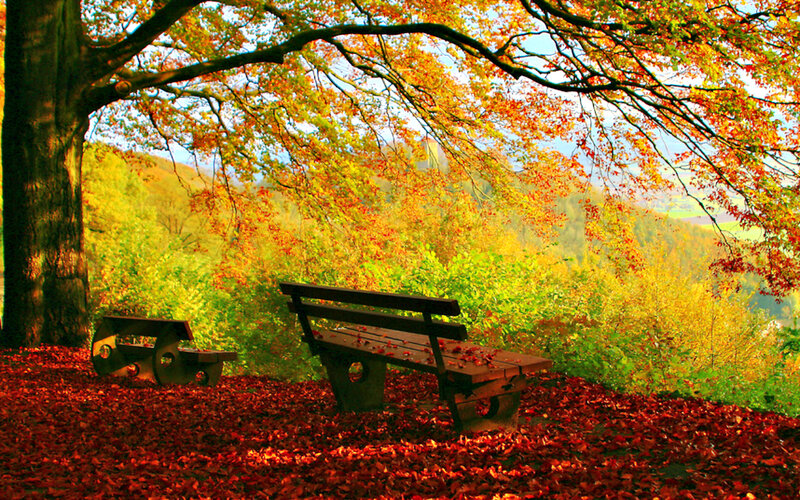 Wooden Benches in Autumn — Red