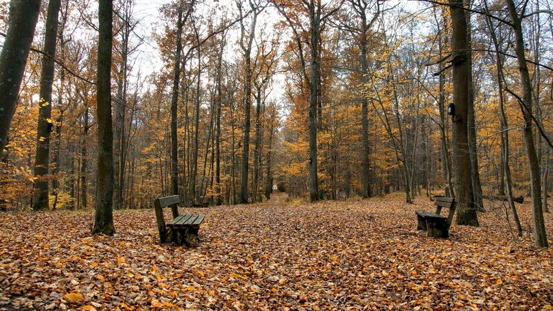 Wooden Benches in Forest — Brown