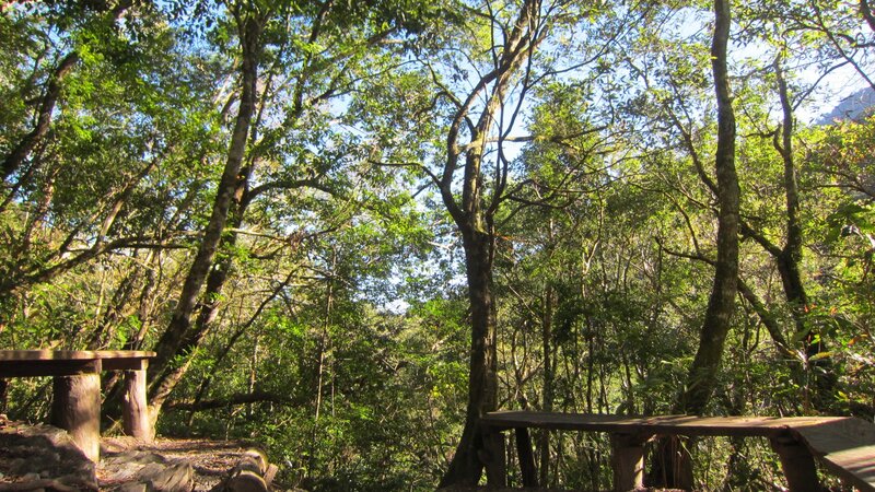 Wooden Benches in Forest — Green