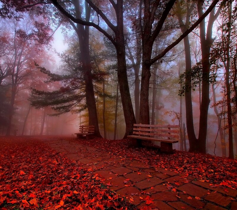 Wooden Benches in Forest — Red, Serene, Autumn, Photograph