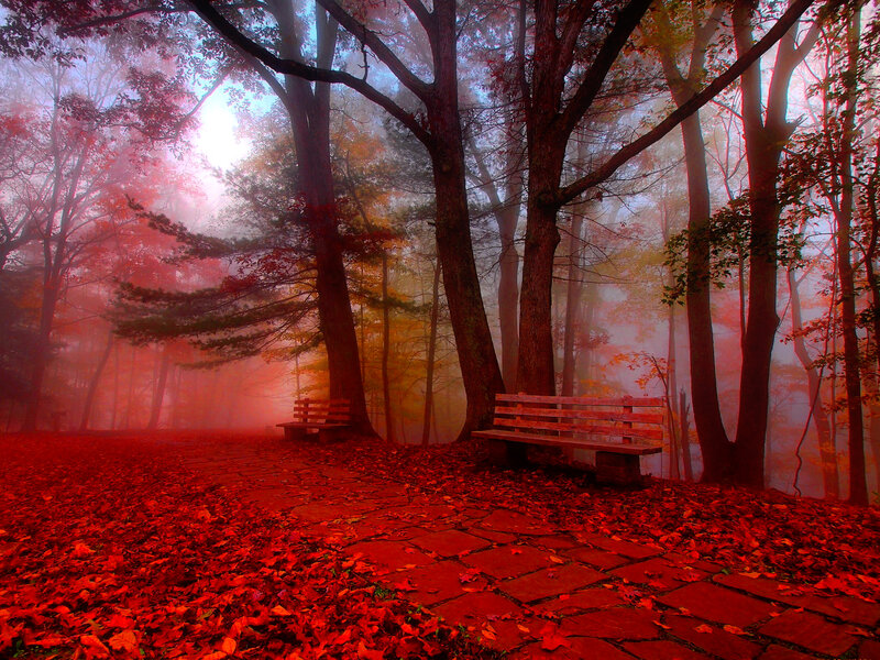 Wooden Benches in Forest — Red, Serene