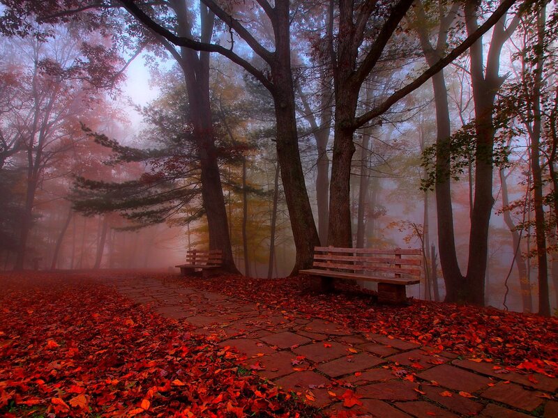 Wooden Benches in Forest — Red