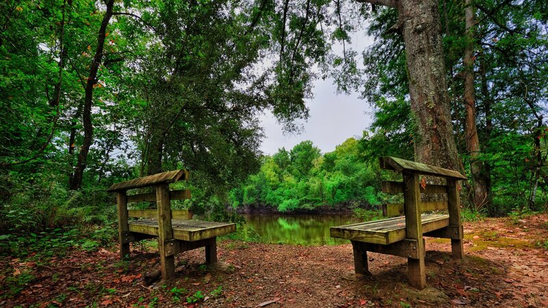 Wooden Benches in Forest