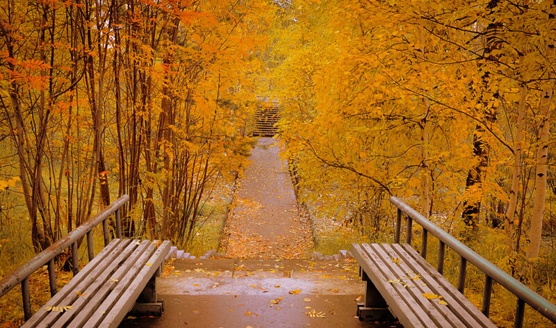 Wooden Benches in Forest — Yellow
