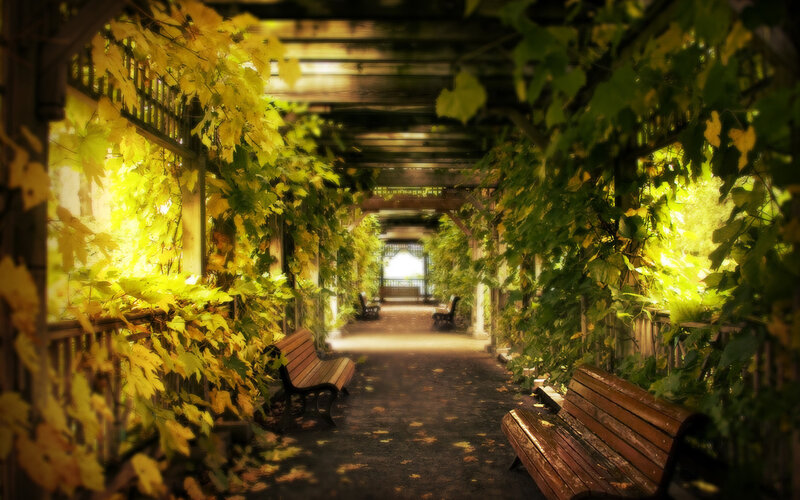 Wooden Benches in Garden