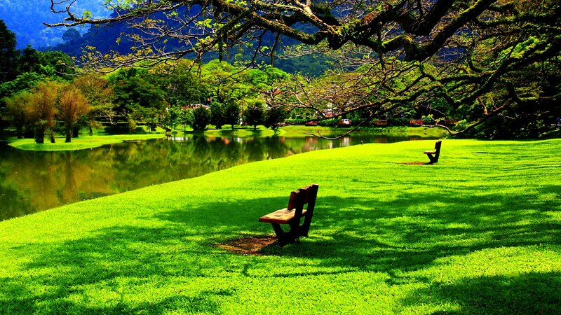 Wooden Benches in Park — Green