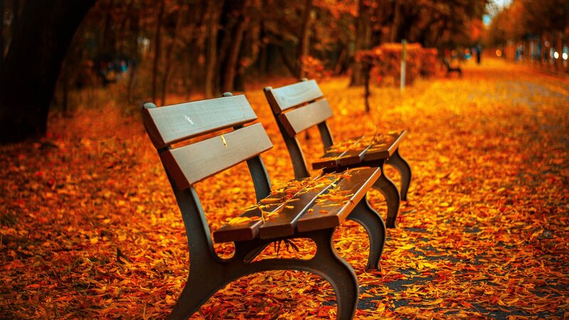 Wooden Benches in Park — Orange, Serene, Autumn, Photograph