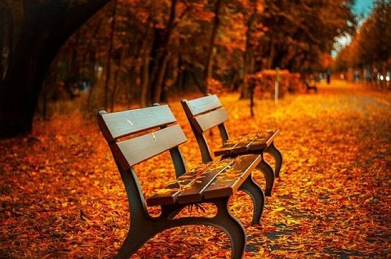 Wooden Benches in Park — Orange, Serene
