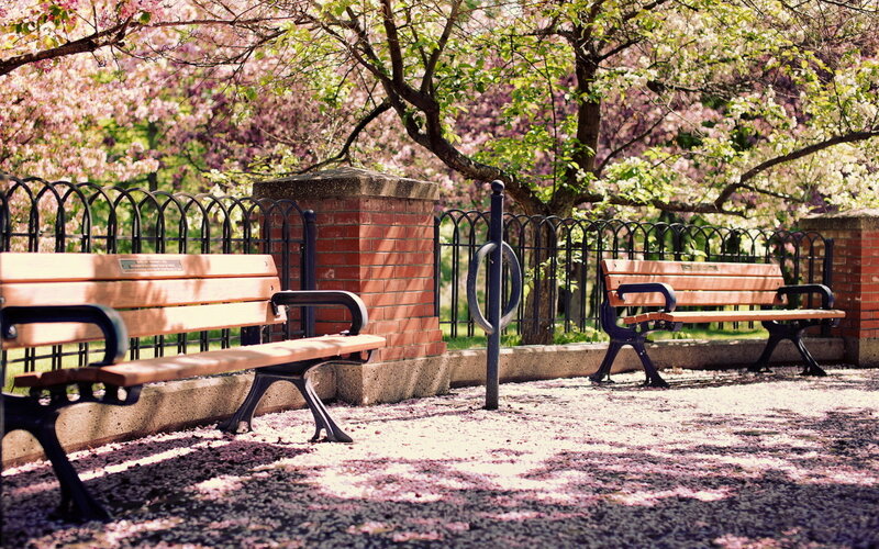 Wooden Benches in Park — Pink