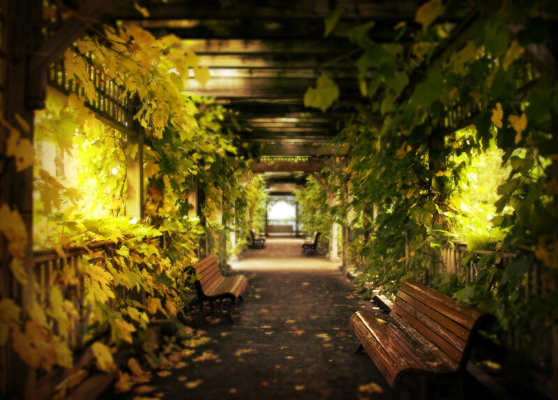 Wooden Benches in Vine Tunnel — Green