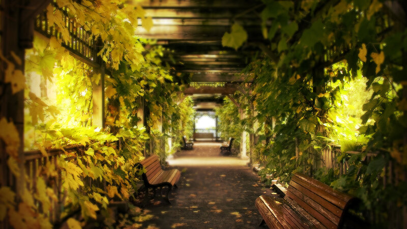 Wooden Benches in Vine Tunnel