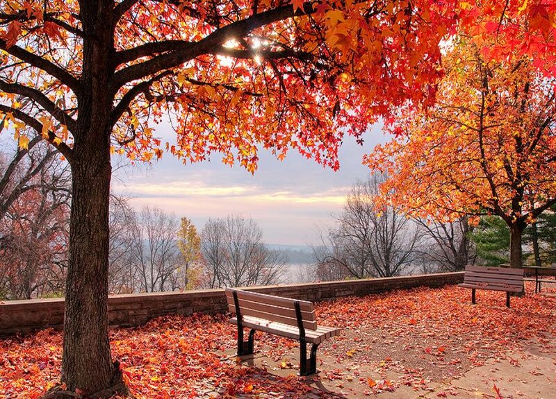 Wooden Benches under Trees