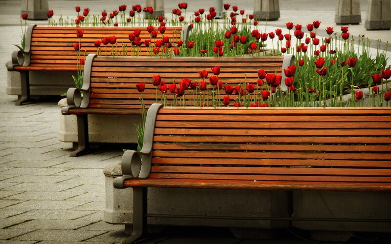 Wooden Benches with Tulips — Brown
