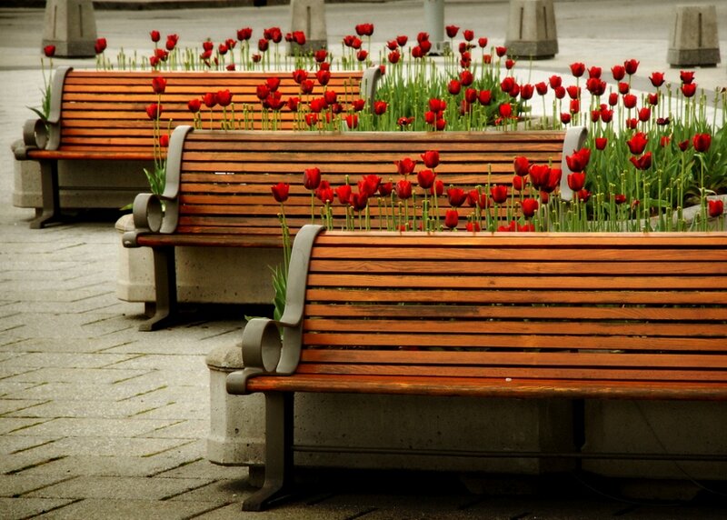 Wooden Benches with Tulips
