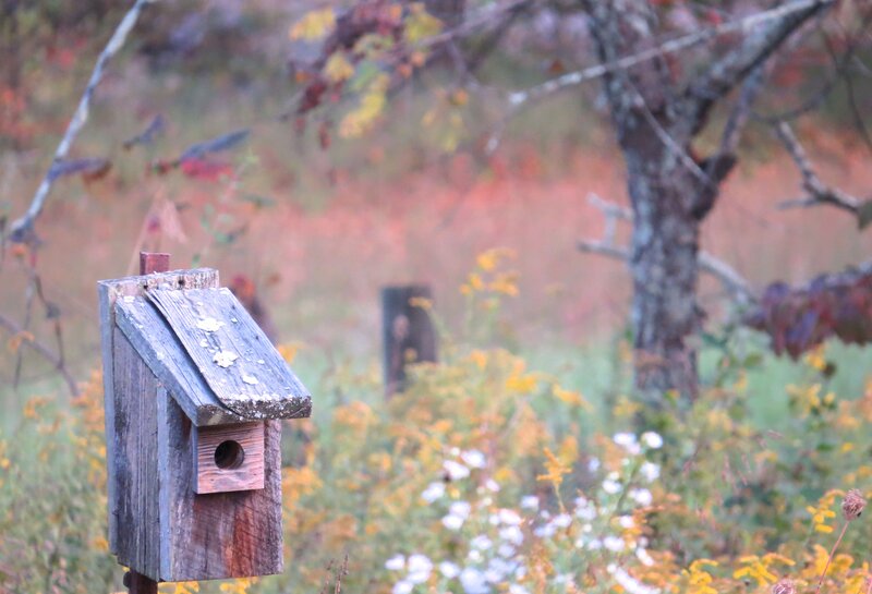 Wooden Birdhouse in Field