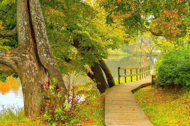 Wooden Boardwalk by Lake — Green, Serene, Autumn, Photograph