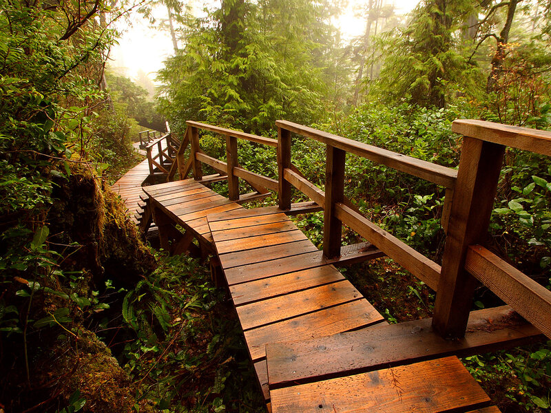 Wooden boardwalk in a misty forest
