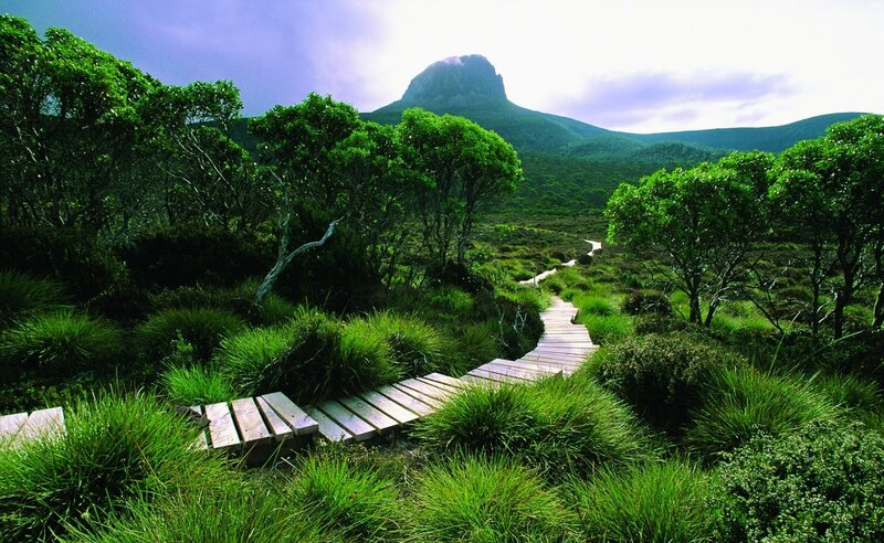 Wooden Boardwalk in Bush