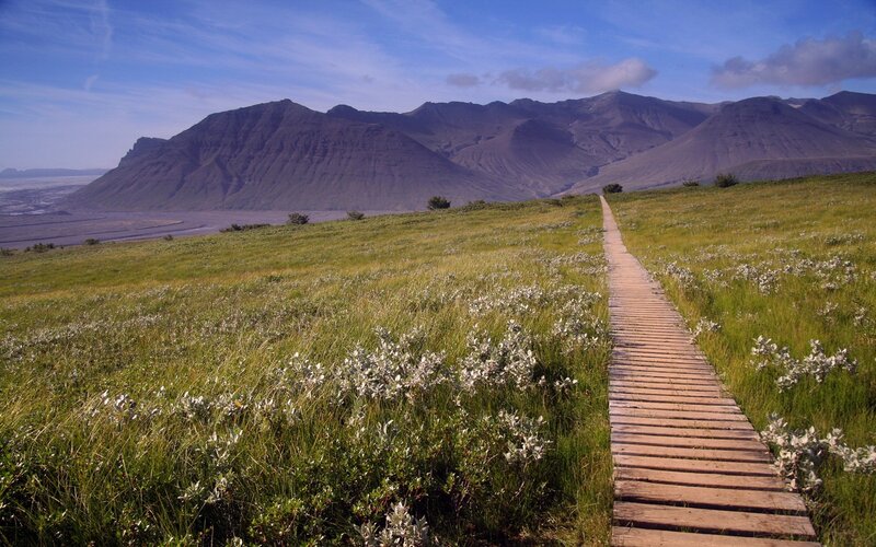 Wooden Boardwalk in Field — Green