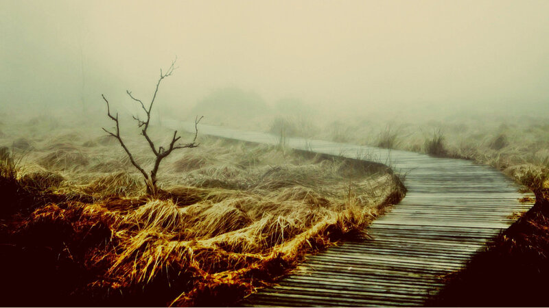 Wooden Boardwalk in Fog — Brown, Misty, Morning