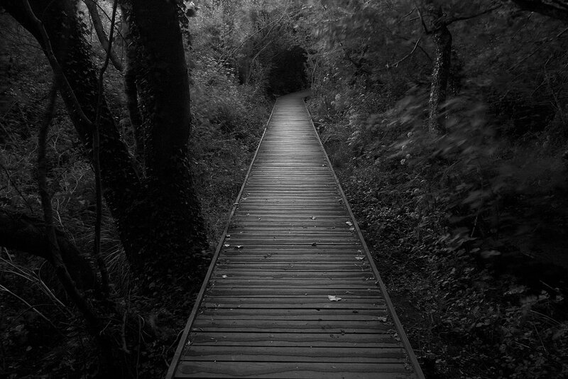 Wooden Boardwalk in Forest — Black
