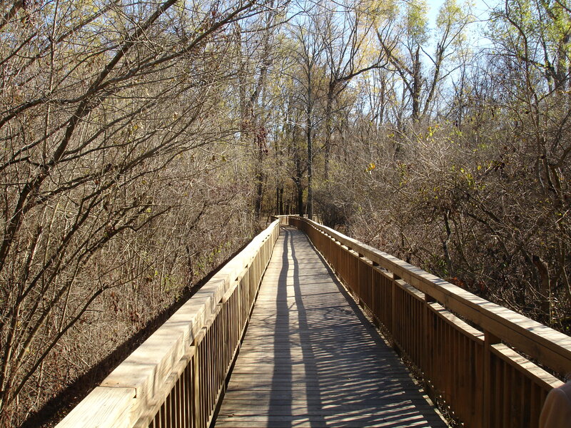 Wooden Boardwalk in Forest — Brown, Serene, Autumn, Photograph