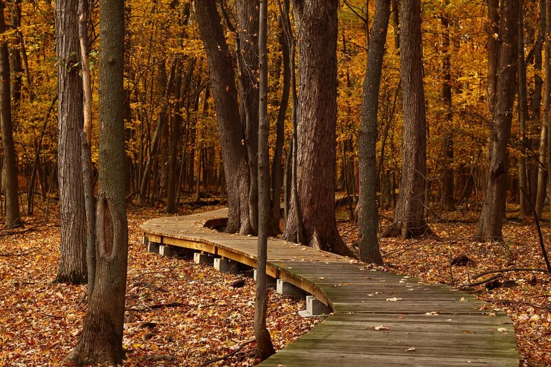 Wooden Boardwalk in Forest — Brown, Serene, Autumn, Photograph, Trees, Fallen Leaves