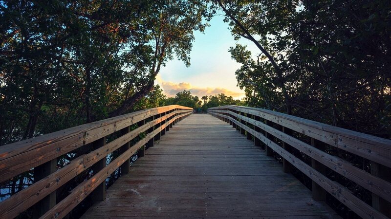 Wooden Boardwalk in Forest — Brown, Serene, Sunset