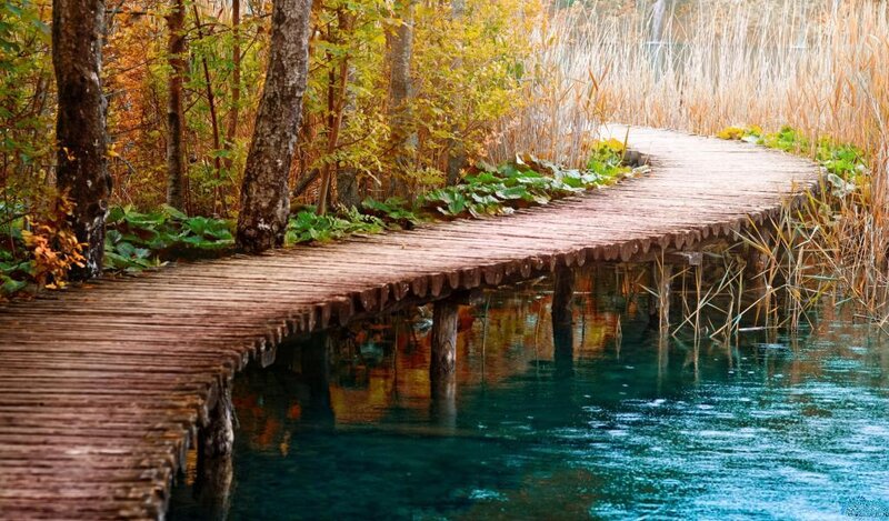 Wooden Boardwalk in Forest — Brown, Serene