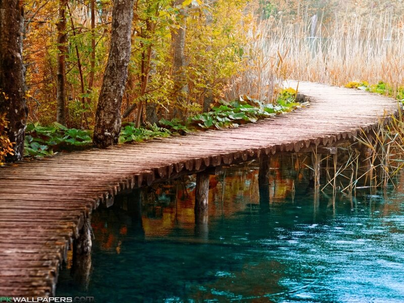 Wooden Boardwalk in Forest — Brown
