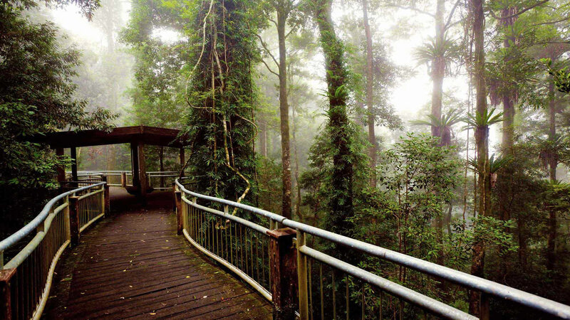 Wooden Boardwalk in Forest — Green, Misty