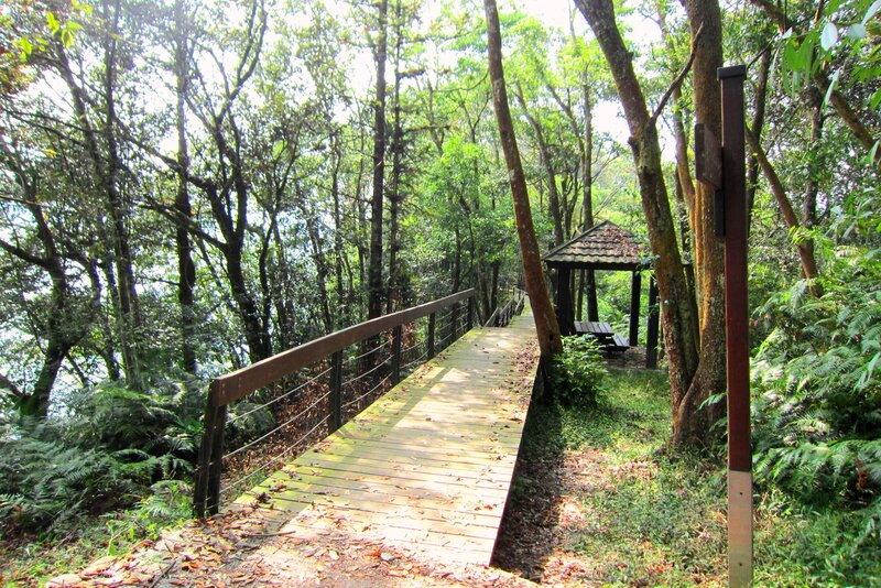 Wooden Boardwalk in Forest — Green, Serene, Afternoon, Photograph, Gazebo, Trees