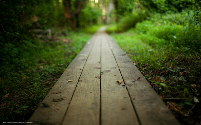 Wooden Boardwalk in Forest — Green, Serene, Afternoon, Photograph, Grass