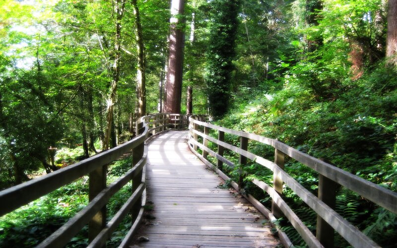 Wooden Boardwalk in Forest — Green, Serene, Afternoon, Photograph
