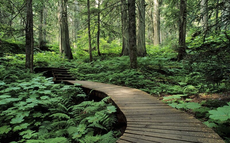 Wooden Boardwalk in Forest — Green, Serene, Afternoon, Photograph, Trees, Ferns, Path