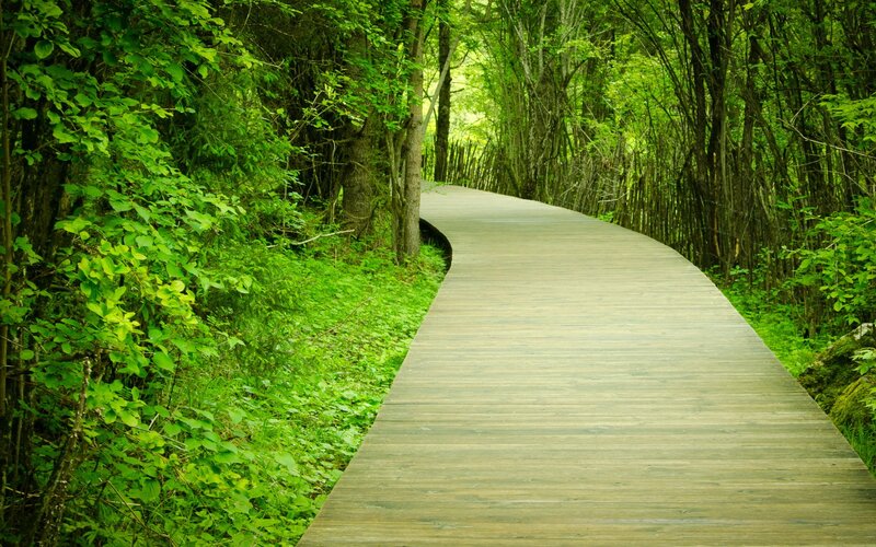 Wooden Boardwalk in Forest — Green, Serene, Afternoon, Photograph, Trees, Path, Greenery