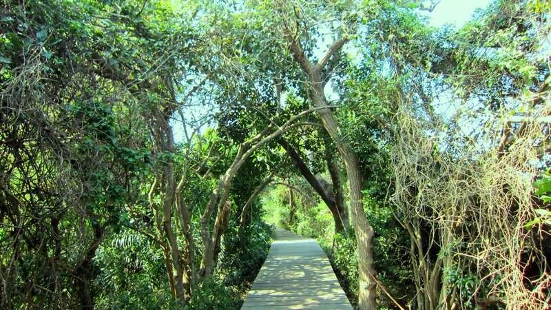 Wooden Boardwalk in Forest — Green, Serene, Afternoon, Photograph, Trees, Path, Sunlight