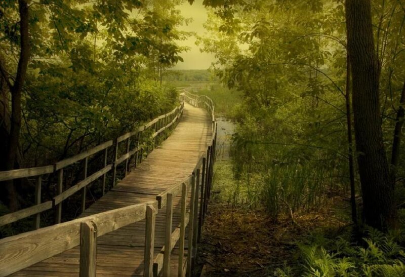 Wooden Boardwalk in Forest — Green, Serene, Afternoon, Photograph, Trees, Path