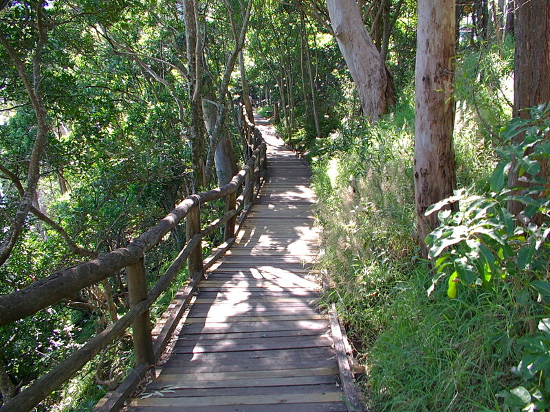Wooden Boardwalk in Forest — Green, Serene, Afternoon, Photograph, Trees, Railings, Sunlight