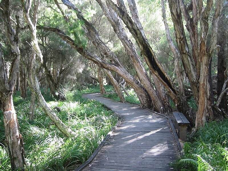 Wooden Boardwalk in Forest — Green, Serene, Afternoon, Photograph, Trees