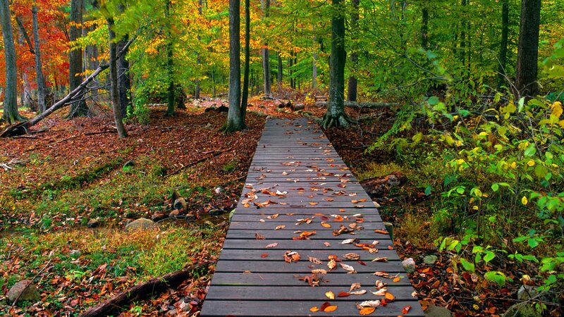Wooden Boardwalk in Forest — Green, Serene, Autumn, Photograph, Trees, Fallen Leaves, Stream, Brown