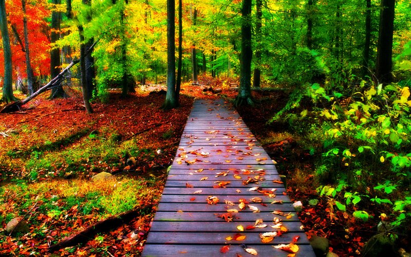 Wooden Boardwalk in Forest — Green, Serene, Autumn, Photograph, Trees, Fallen Leaves