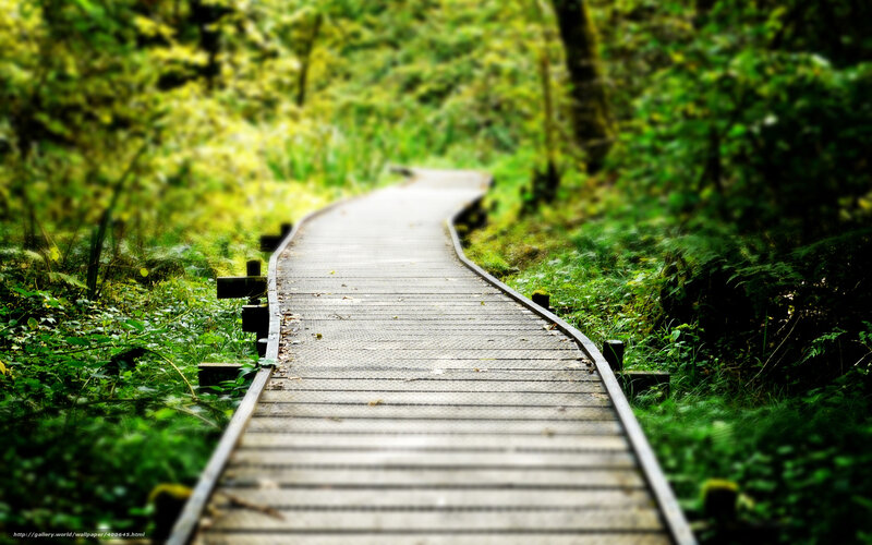 Wooden Boardwalk in Forest — Green, Serene, Morning, Photograph, Path, Trees