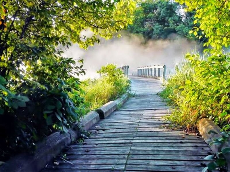 Wooden Boardwalk in Forest — Green, Serene, Morning, Photograph