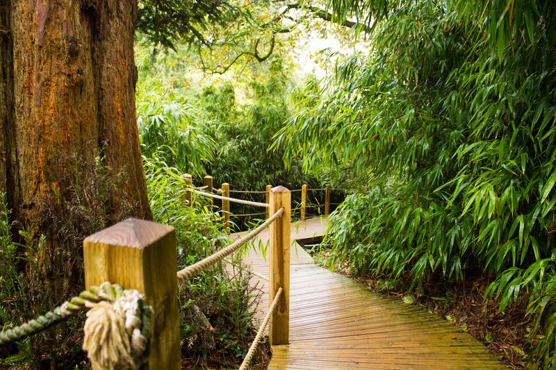 Wooden Boardwalk in Forest — Green, Serene, Morning, Photograph, Tree