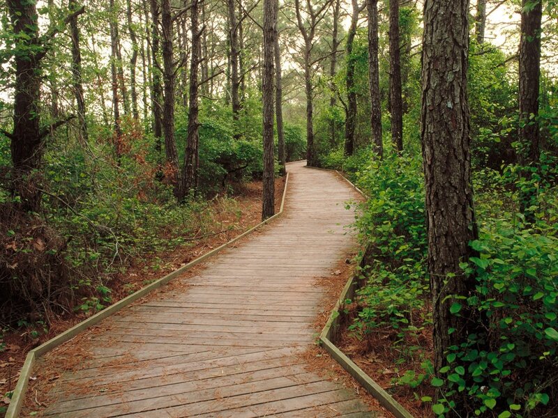 Wooden Boardwalk in Forest — Green, Serene, Morning, Photograph, Trees, Path