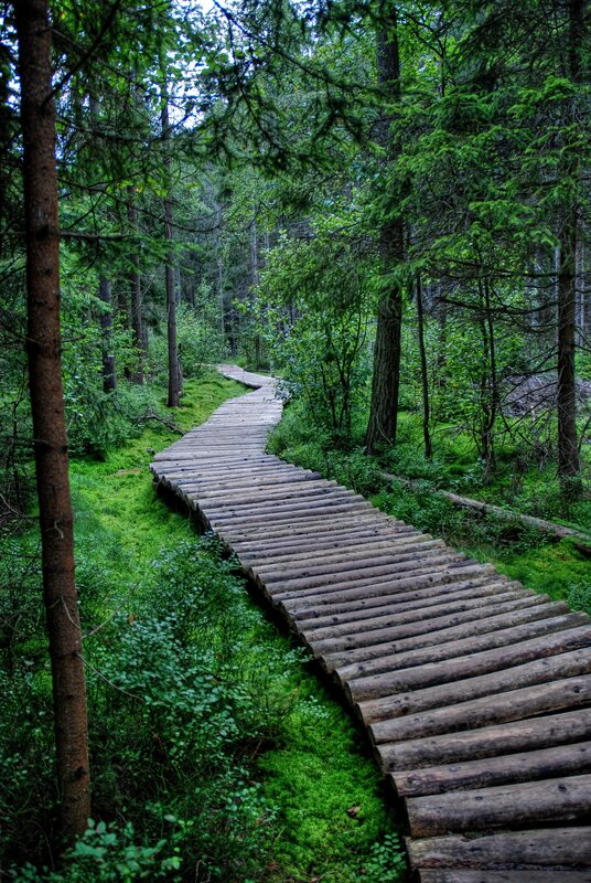 Wooden Boardwalk in Forest — Green, Serene, Morning, Photograph, Trees