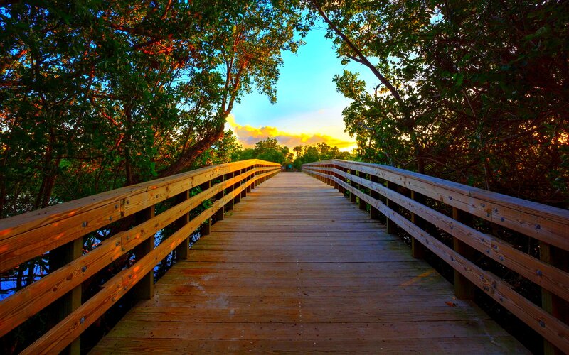 Wooden Boardwalk in Forest — Green, Serene, Sunset