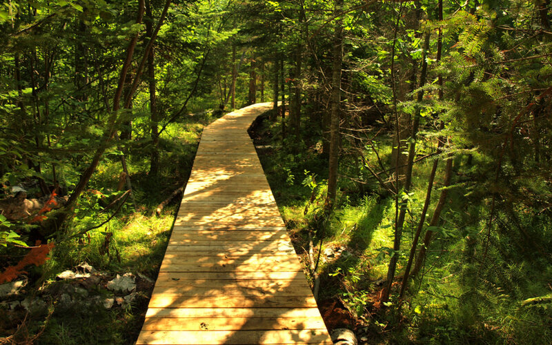 Wooden Boardwalk in Forest — Green, Serene